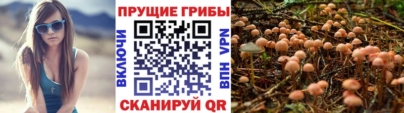 это Telegram  kraken вход  Галлюциногенные грибы GOLDEN TEACHER  Кущёвская  цены  